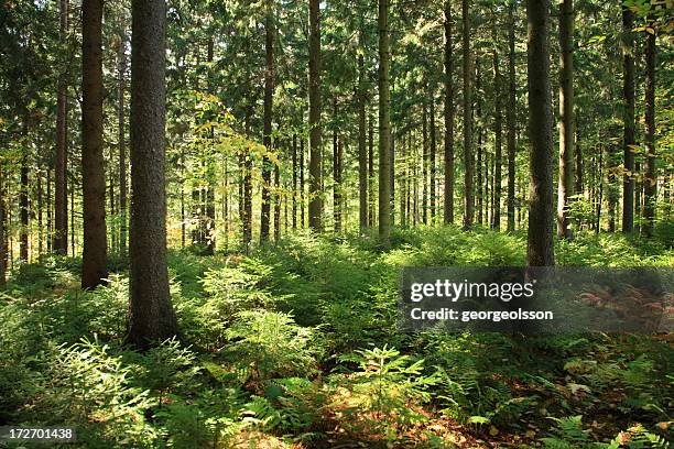 sunlit forest interior - short trees bildbanksfoton och bilder