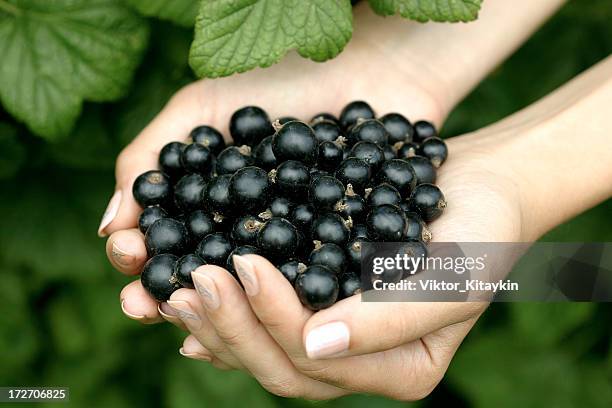 a woman's hands holding black currants - black currant stockfoto's en -beelden