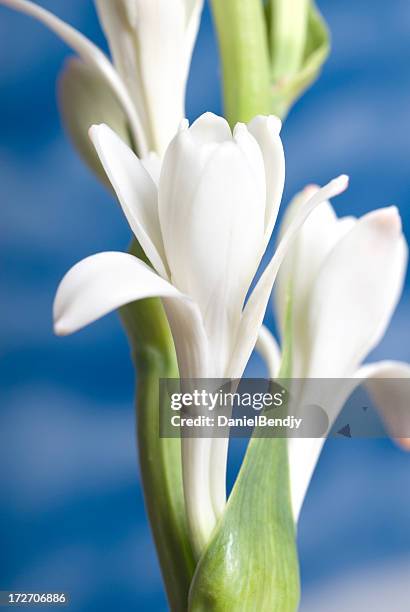 432 fotos e imágenes de Nardos - Getty Images 432 fotos e imágenes de Nardos - Getty Images