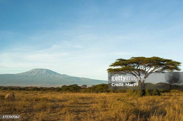 kilimanjaro - kenia fotografías e imágenes de stock