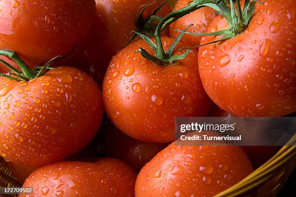 fresh tomatoes - wet stock pictures, royalty-free photos & images