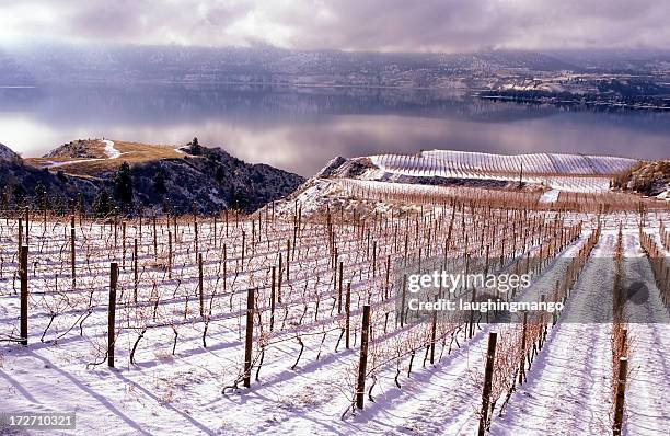 okanagan valley vineyard inverno paisagem ice wine - okanagan valley - fotografias e filmes do acervo