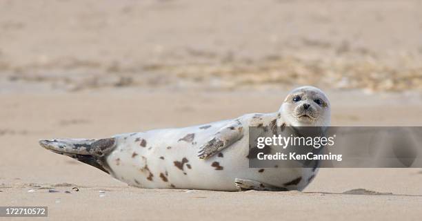 harbor seal basking on sandy beach - harbour seal stock pictures, royalty-free photos & images