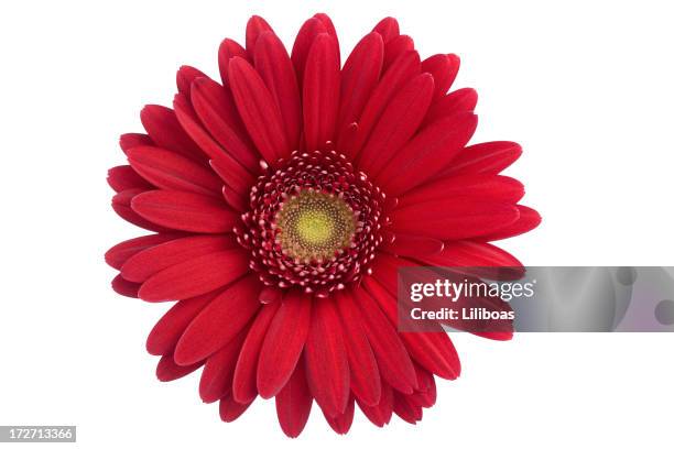 margherita isolato (xl - gerbera daisy foto e immagini stock