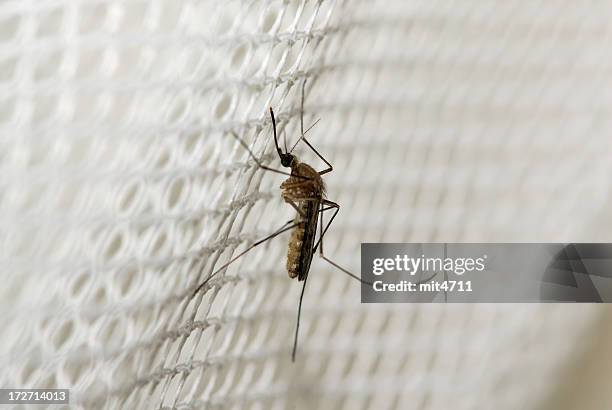 mosquito - malaria stock pictures, royalty-free photos & images