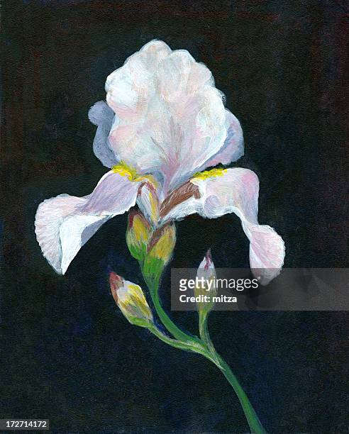 white iris on black background - still life stock illustrations