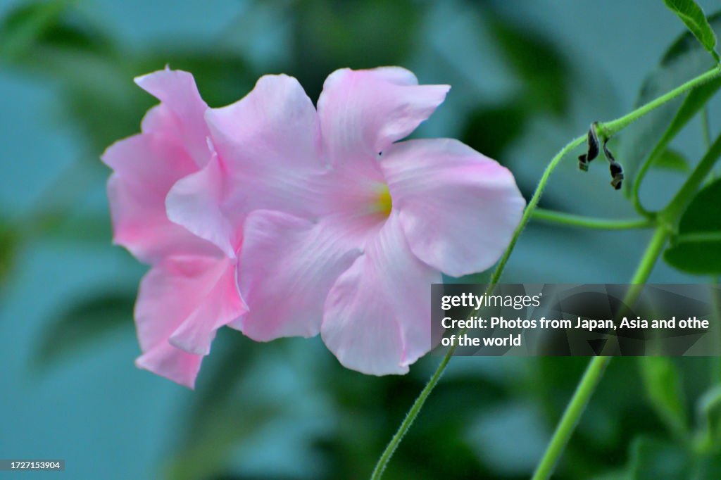 Mandel Flower Mandevilla Rock Trumpet Flower Popular Tropical Flowering Vine High-Res ...