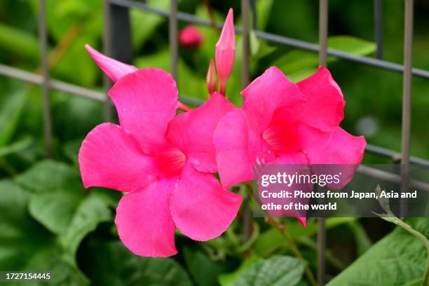 mandevilla / rock trumpet flower: popular, tropical flowering vine - mandevilla ストックフォトと画像