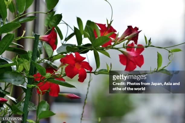mandevilla / rock trumpet flower: popular, tropical flowering vine - mandevilla ストックフォトと画像