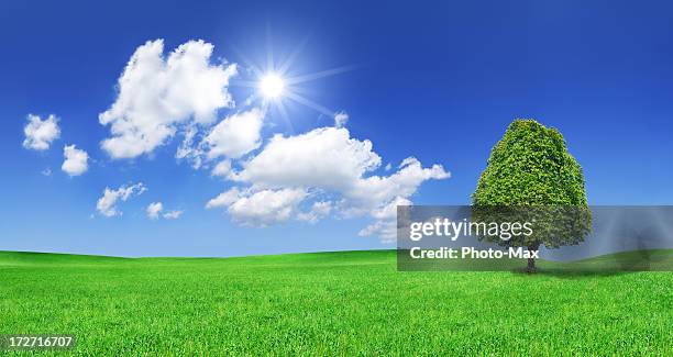 landscape - lonely tree on green field (xxxl size) - max knoll stock pictures, royalty-free photos & images