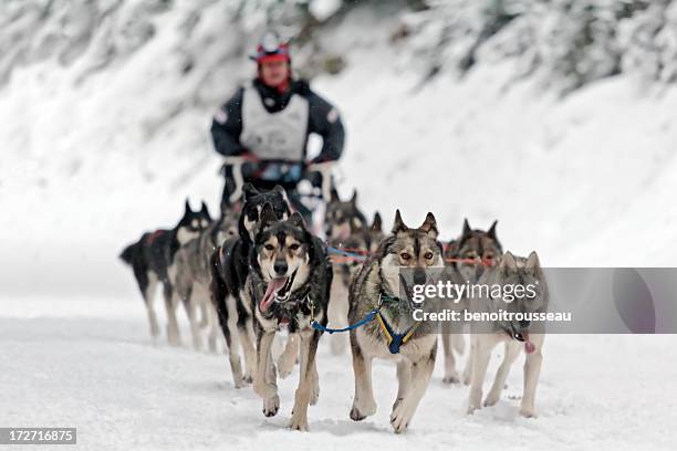 hundeschlitten-wettbewerb - malamute stock-fotos und bilder