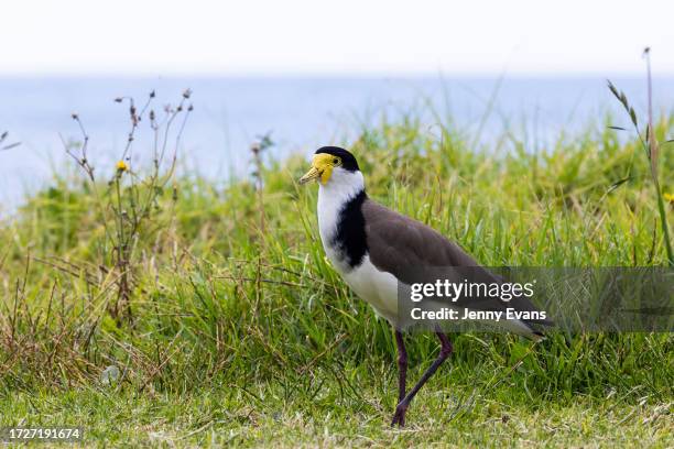 Masked lapwing also commonly known simply as ‘plover’ fossicks for food at Coledale Beach on October 10, 2023 in Wollongong, Australia.