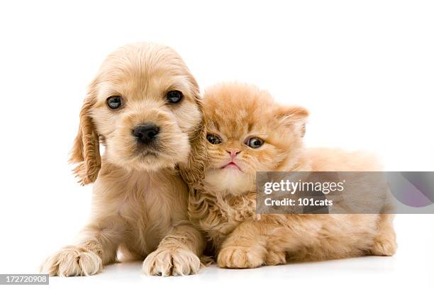 zwei freunde - katzenbaby stock-fotos und bilder