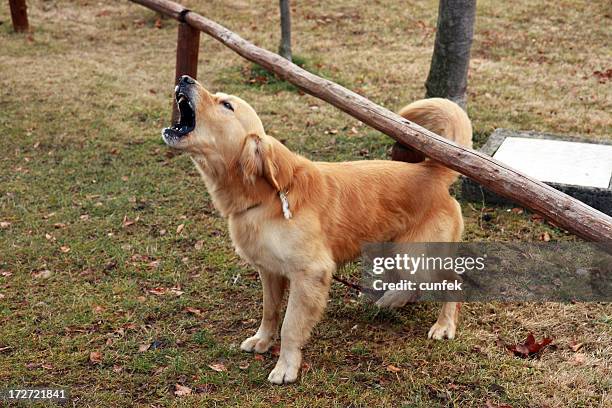 barking perro - ladrando fotografías e imágenes de stock