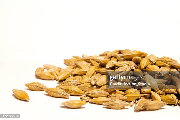 barley grain on a white background - rye grain stock pictures, royalty-free photos & images