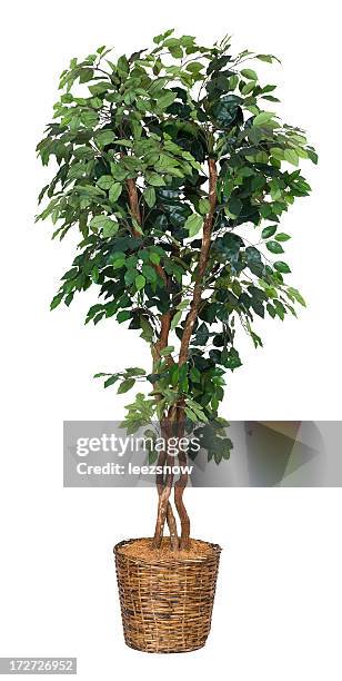 ficus artificial árbol-xxl - fig tree fotografías e imágenes de stock