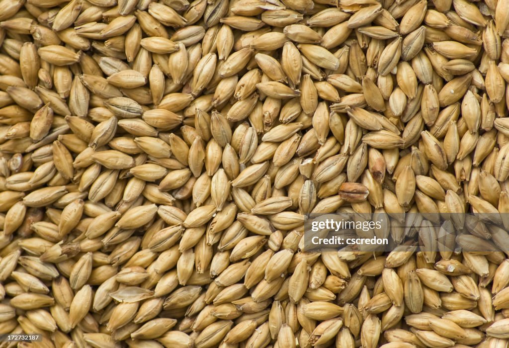 A pile of barley as a background