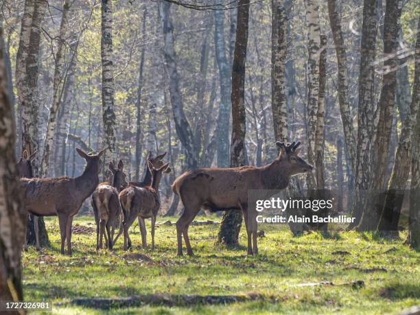 deer - rambouillet forest stock pictures, royalty-free photos & images