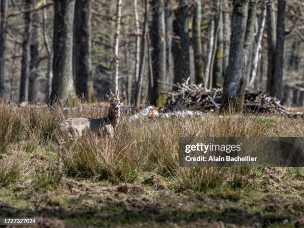 deer - rambouillet forest stock pictures, royalty-free photos & images