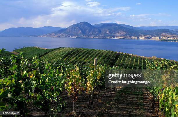 okanagan valley vineyard - regio thompson okanagan brits columbia stockfoto's en -beelden