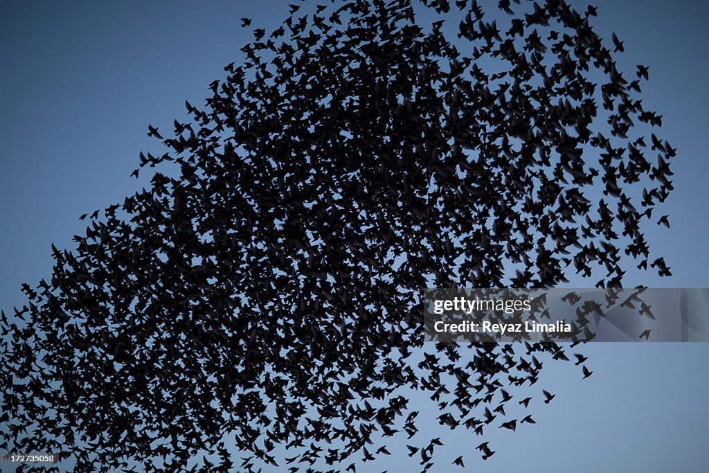 Starlings