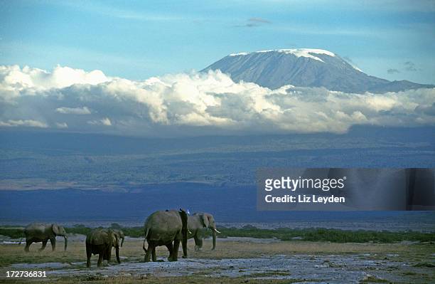vier elefanten vor berg kilimandscharo - berg kilimandscharo stock-fotos und bilder