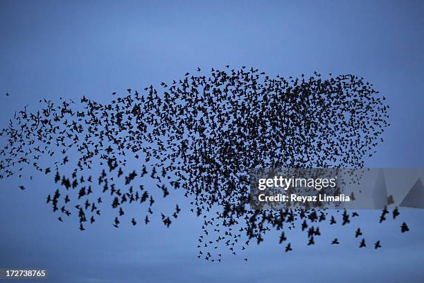 starlings - starlings flock stock pictures, royalty-free photos & images