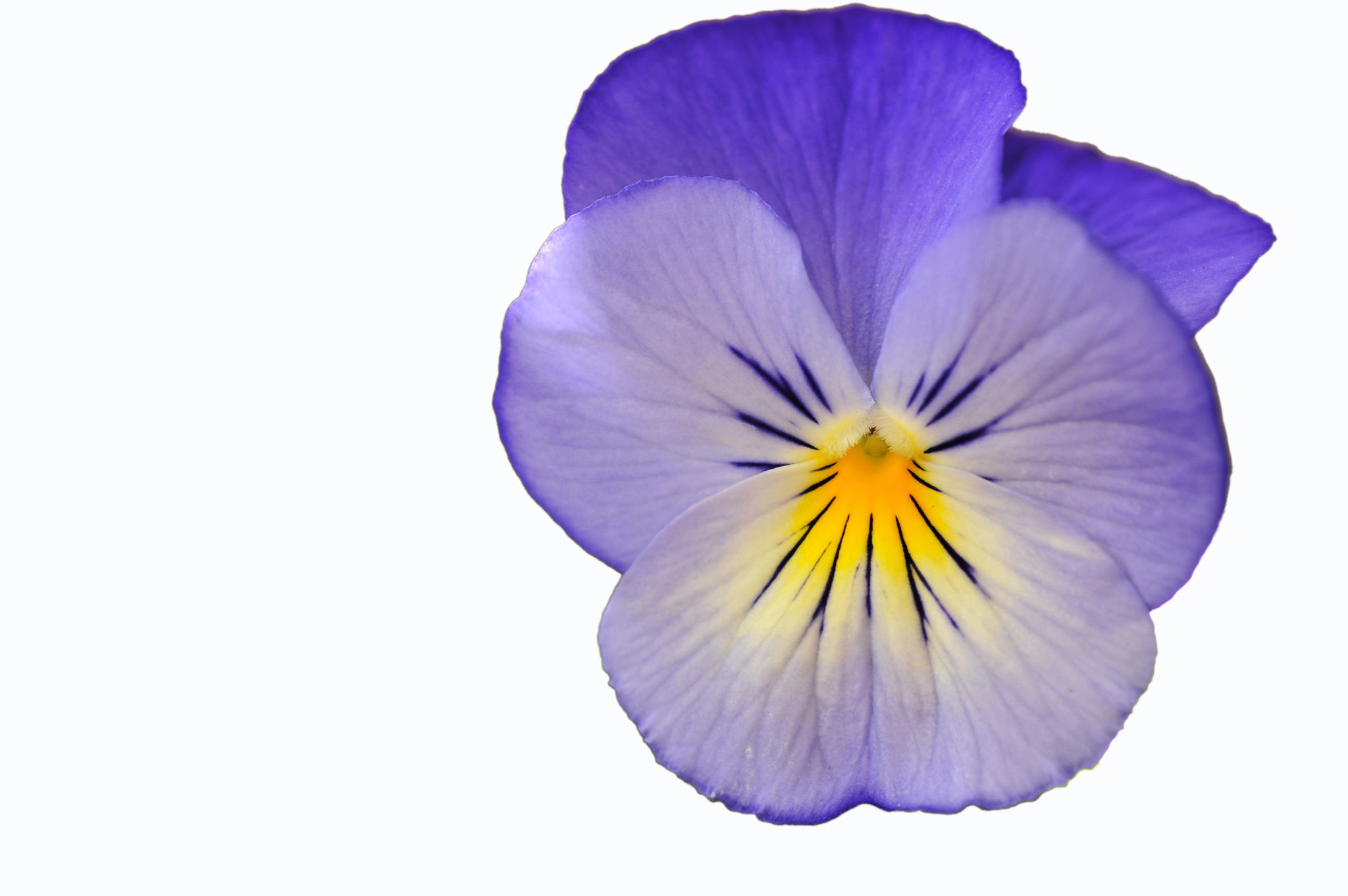 edible flowers
