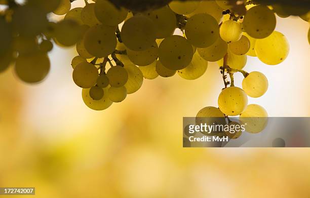 bunch of white grapes against a yellow and white background - witte druif stockfoto's en -beelden