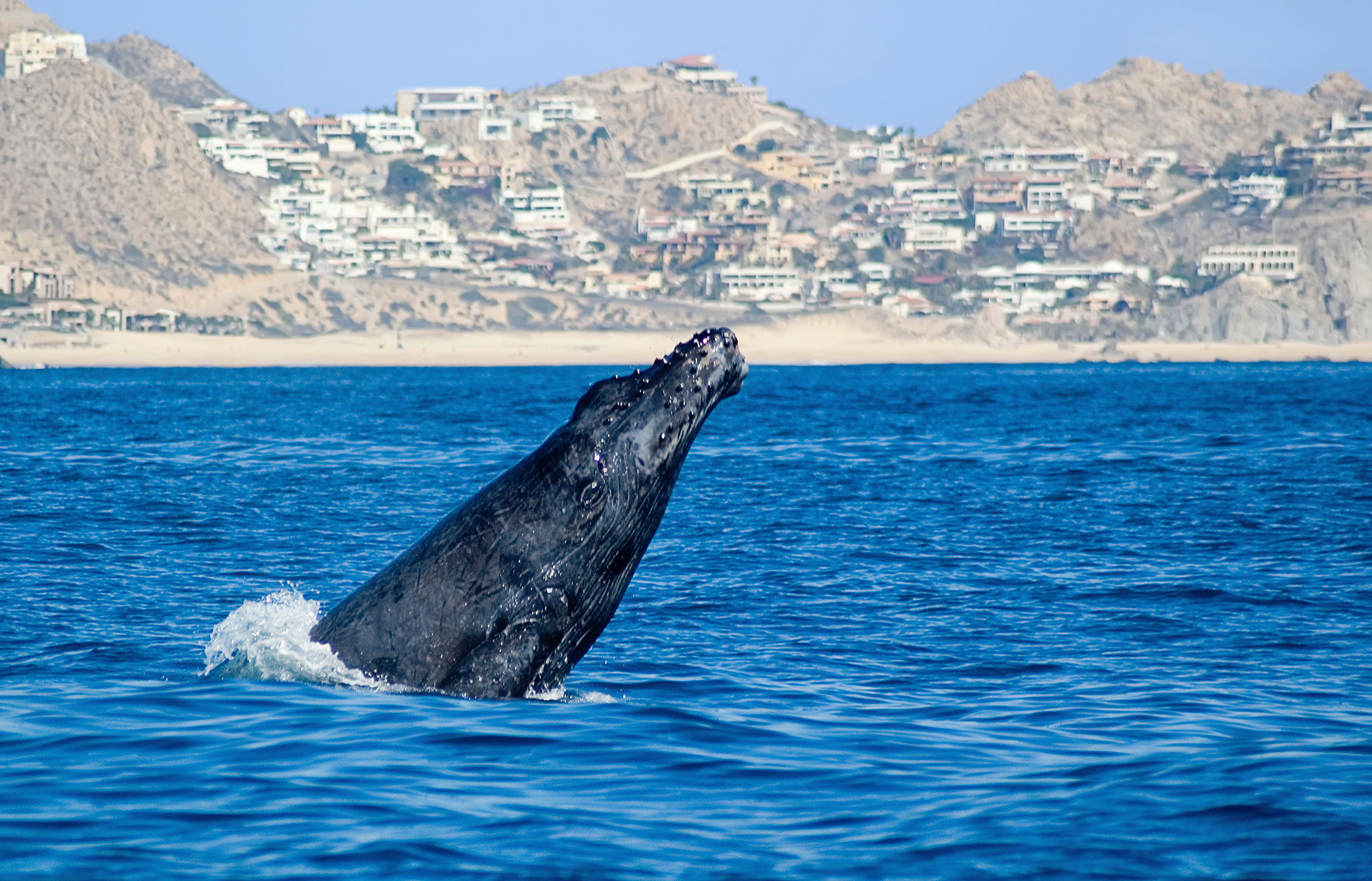 Cabo San Lucas whale watching
