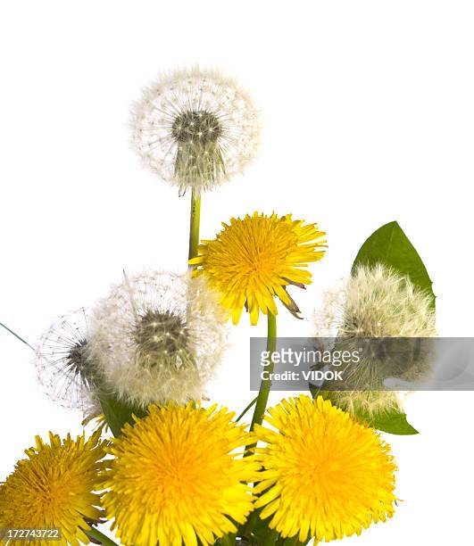 flowers - dandelion seed stock pictures, royalty-free photos & images