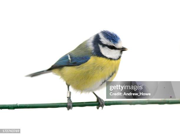 blue tit (parus caeruleus) - bluetit stock pictures, royalty-free photos & images