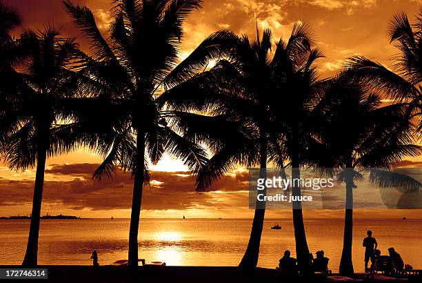 crépuscule palmiers au coucher du soleil à nouméa - new caledonia photos et images de collection