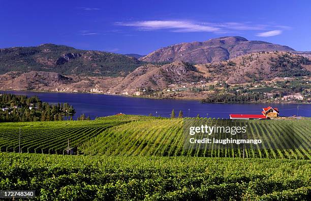 okanagan valley vineyard - okanagan valley - fotografias e filmes do acervo