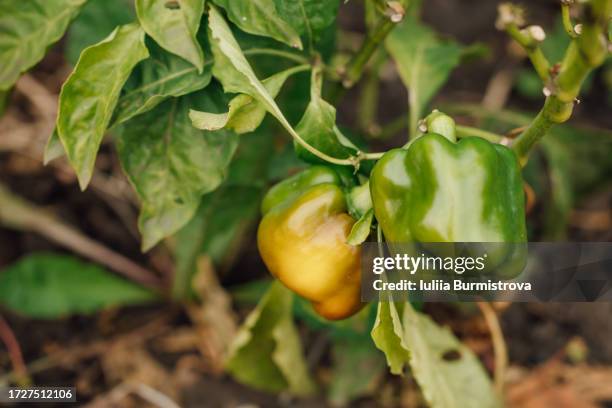 pictire opening view of two gorgeous crops of capsicum annuum (bell peppers) of green and yellow coloring, growing under lush foliage in village garden. - bell pepper field stock pictures, royalty-free photos & images