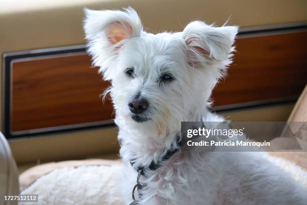 white terrier in classic car - messy car interior stock pictures, royalty-free photos & images