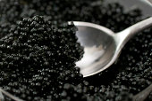 Spoon in Caviar