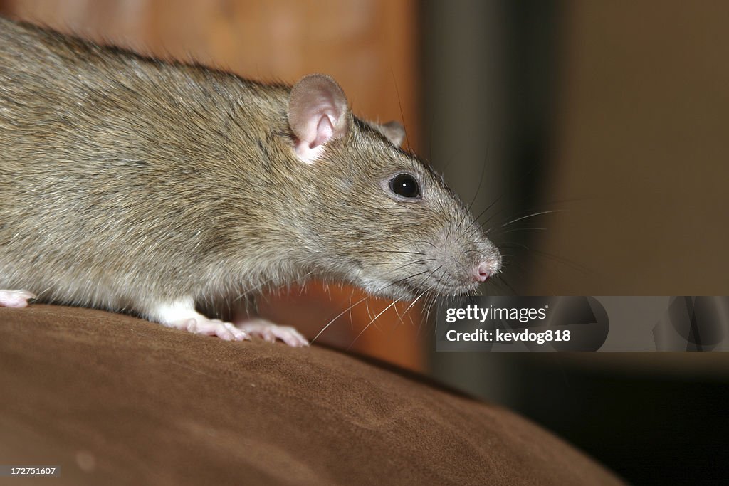 A brown rat crouching on a wooden surface