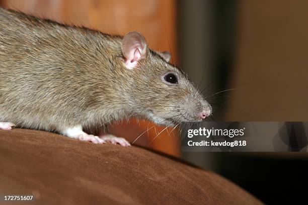 a brown rat crouching on a wooden surface - rat 個照片及圖片檔