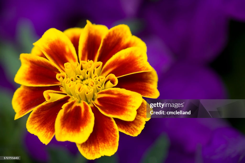 Marigold