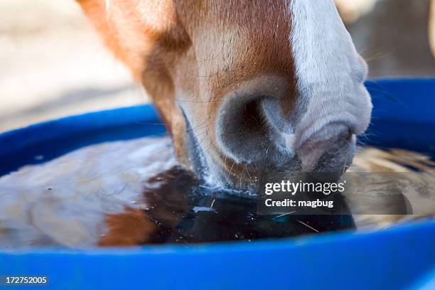 close-up of cow drinking water from blue container outdoors - equestrian animal stock pictures, royalty-free photos & images