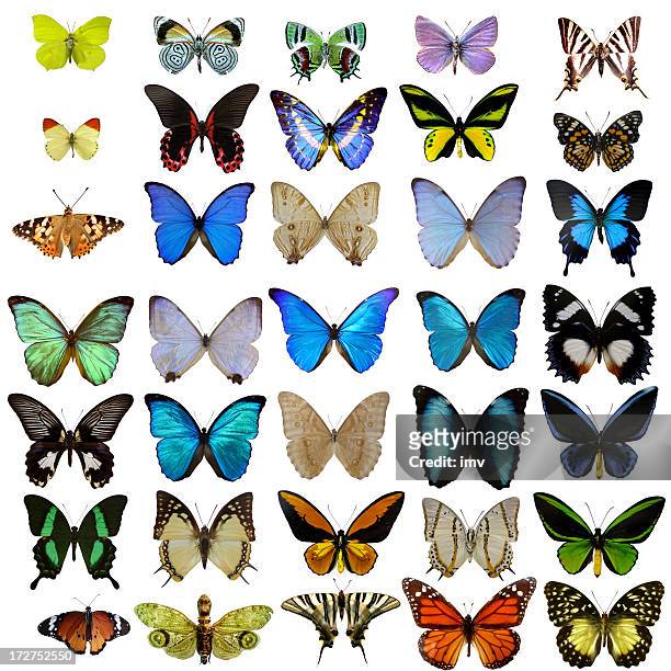insectos em branco - butterfly on white imagens e fotografias de stock