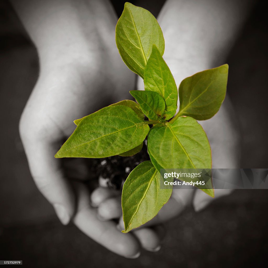 Planta em mãos