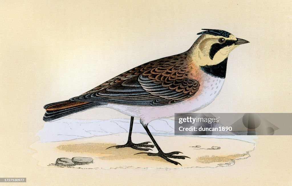 Horned lark or shore lark, Eremophila alpestris, a small passerine bird, Birds, Wildlife art print