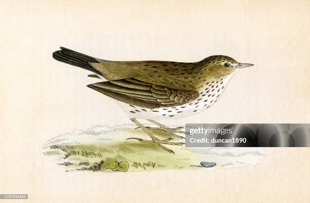 Meadow pipit, Anthus pratensis, a small passerine bird, Birds, Wildlife art print