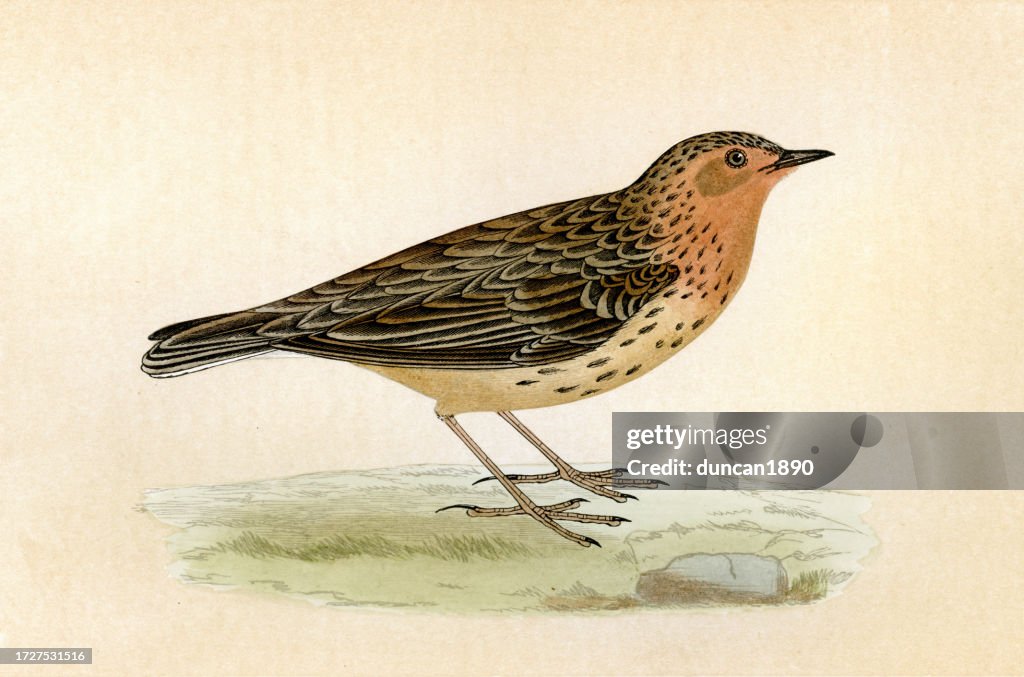 Red-throated pipit, Anthus cervinus, a small passerine bird, Birds, Wildlife art print