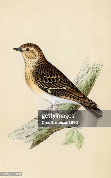 woodlark or wood lark, lullula arborea, passerine bird, birds, wildlife art print - lullula arborea stock illustrations