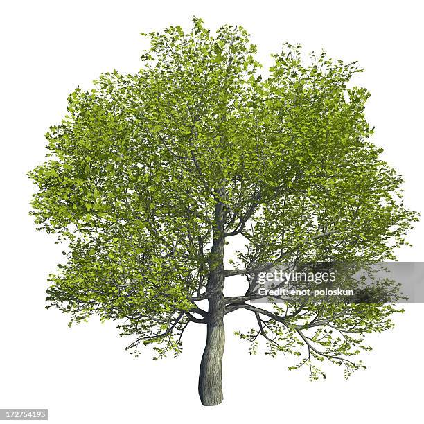 oak - oak tree isolated stock pictures, royalty-free photos & images