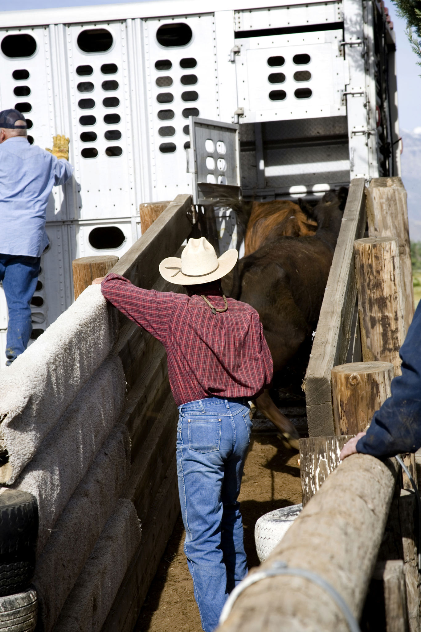 cattle truck