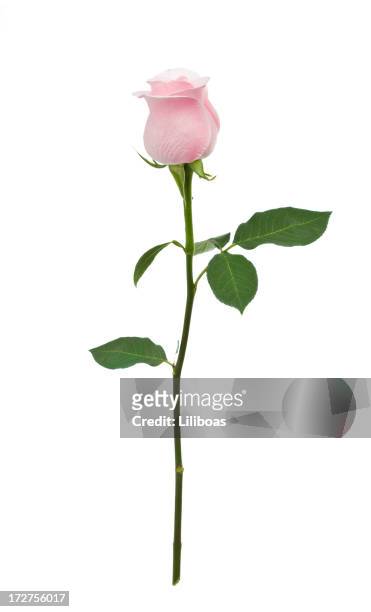 isolated pink rose xl - plant stem stock pictures, royalty-free photos & images